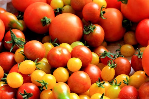 Free Red Tomatoes Stock Photo