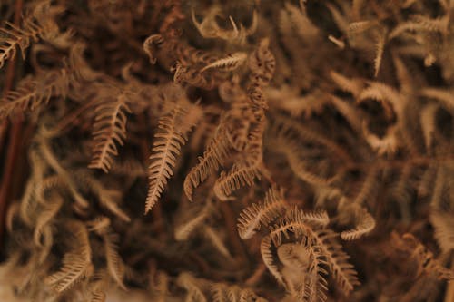Close-up of Dry Fern Leaves