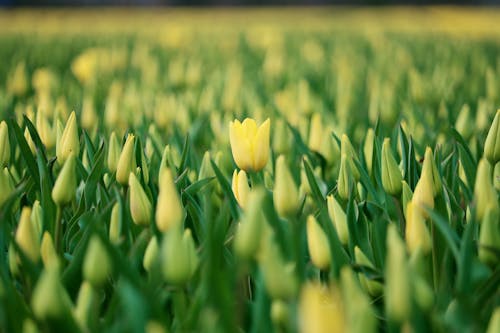 Gratis stockfoto met bloeiend, bloemen, groei