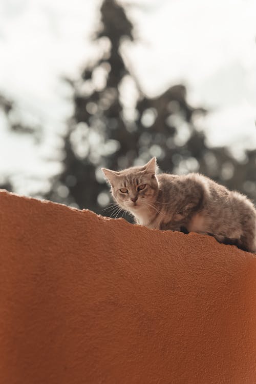 Ilmainen kuvapankkikuva tunnisteilla aita, eläin, kissa