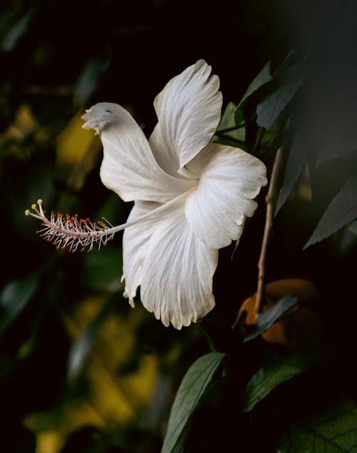 Kostnadsfri bild av blomning, fjäder, Hibiskus