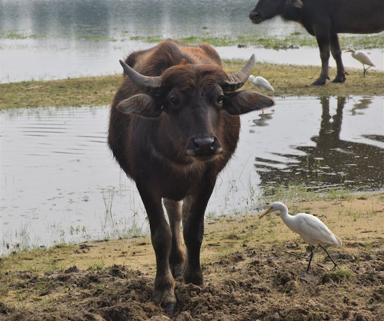 A Buffalo And Egrets By The Swamp 