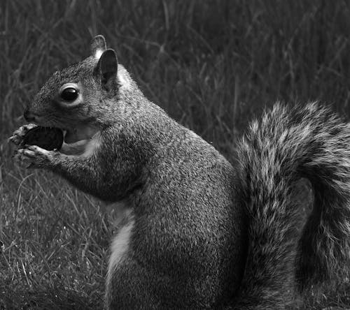 Black and White Close-up of a Squirrel 