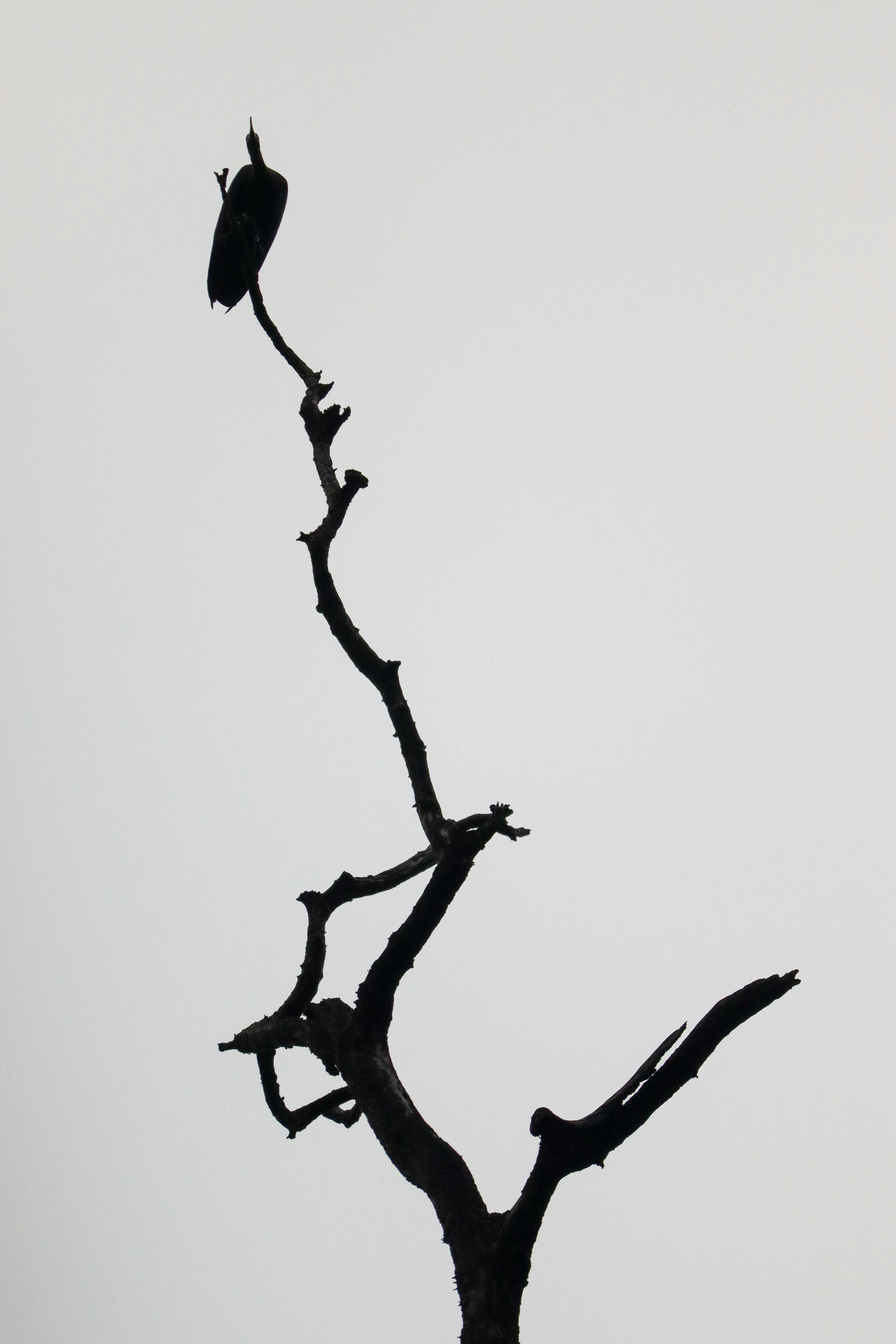 Δωρεάν στοκ φωτογραφιών με άγονος, άγρια φύση, ανατριχιαστικός Φωτογραφία από στοκ φωτογραφιών