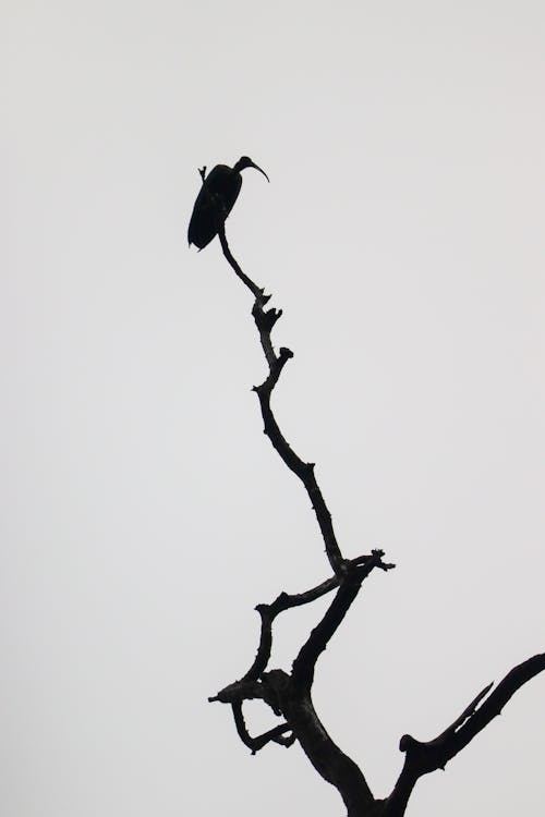 Imagine de stoc gratuită din alb-negru, animal, arbore