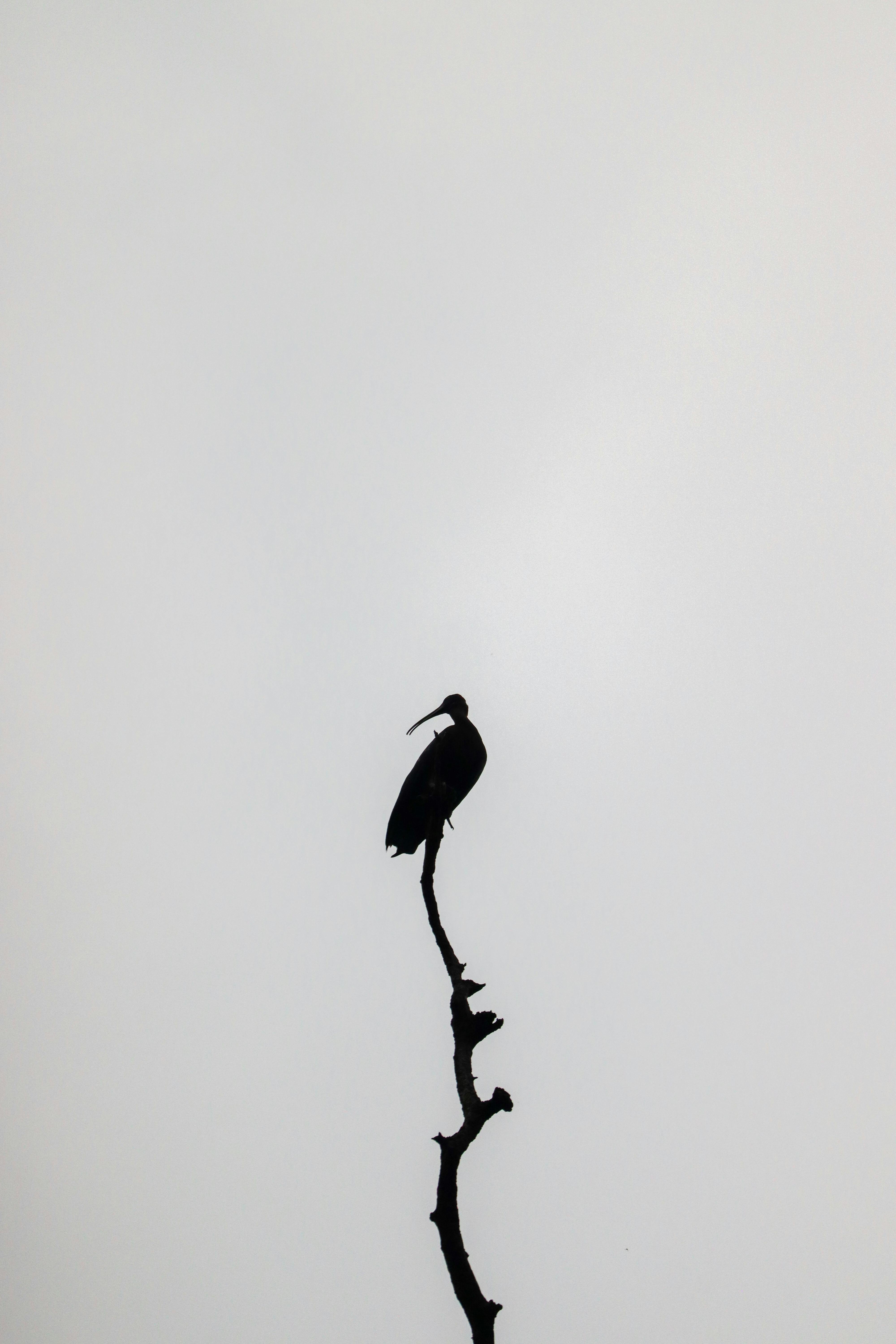 Zadarmo Fotobanka s bezplatnými fotkami na tému Ázia, ciconiiformes, čiernobiely Fotka z fotobanky