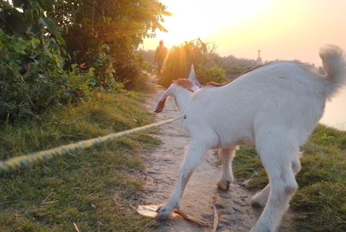 Free stock photo of goat, natural beauty, natural goat Stock Photo