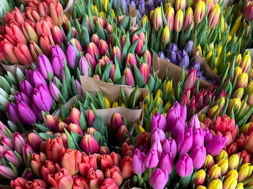 A Bunch of Colorful Tulips at a Flower Market 