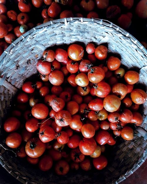 Free stock photo of natural tometo, tomato, tomato background Stock Photo