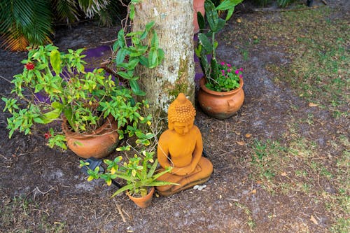 Plants around Buddha Figurine