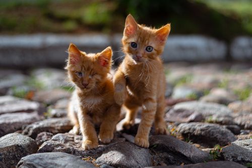 Free Two adorable ginger kittens playfully pose on a sunlit cobbled street. Stock Photo