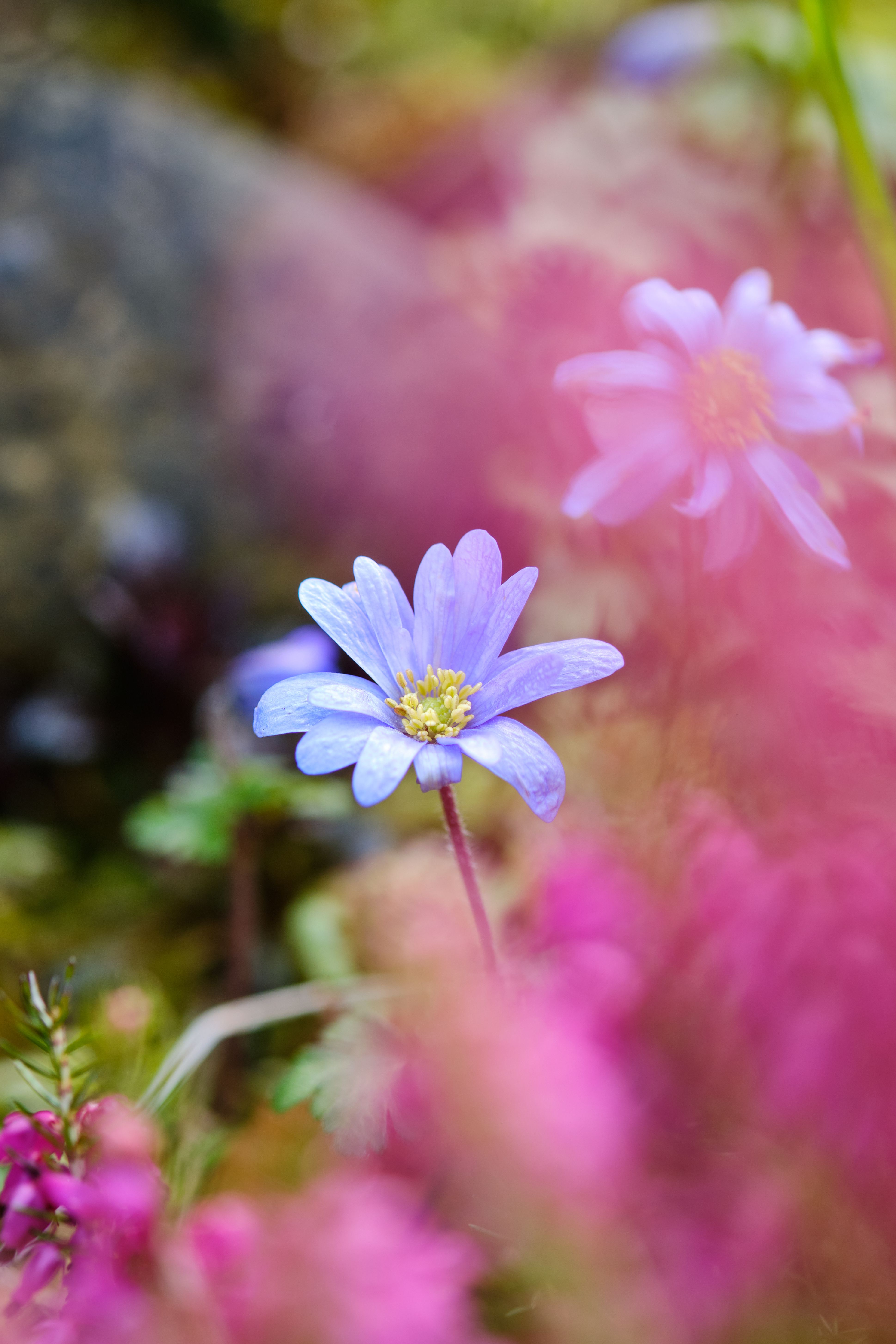 Bezpłatne Darmowe zdjęcie z galerii z anemone nemorosa, angielski ogród, anglia Zdjęcie z galerii
