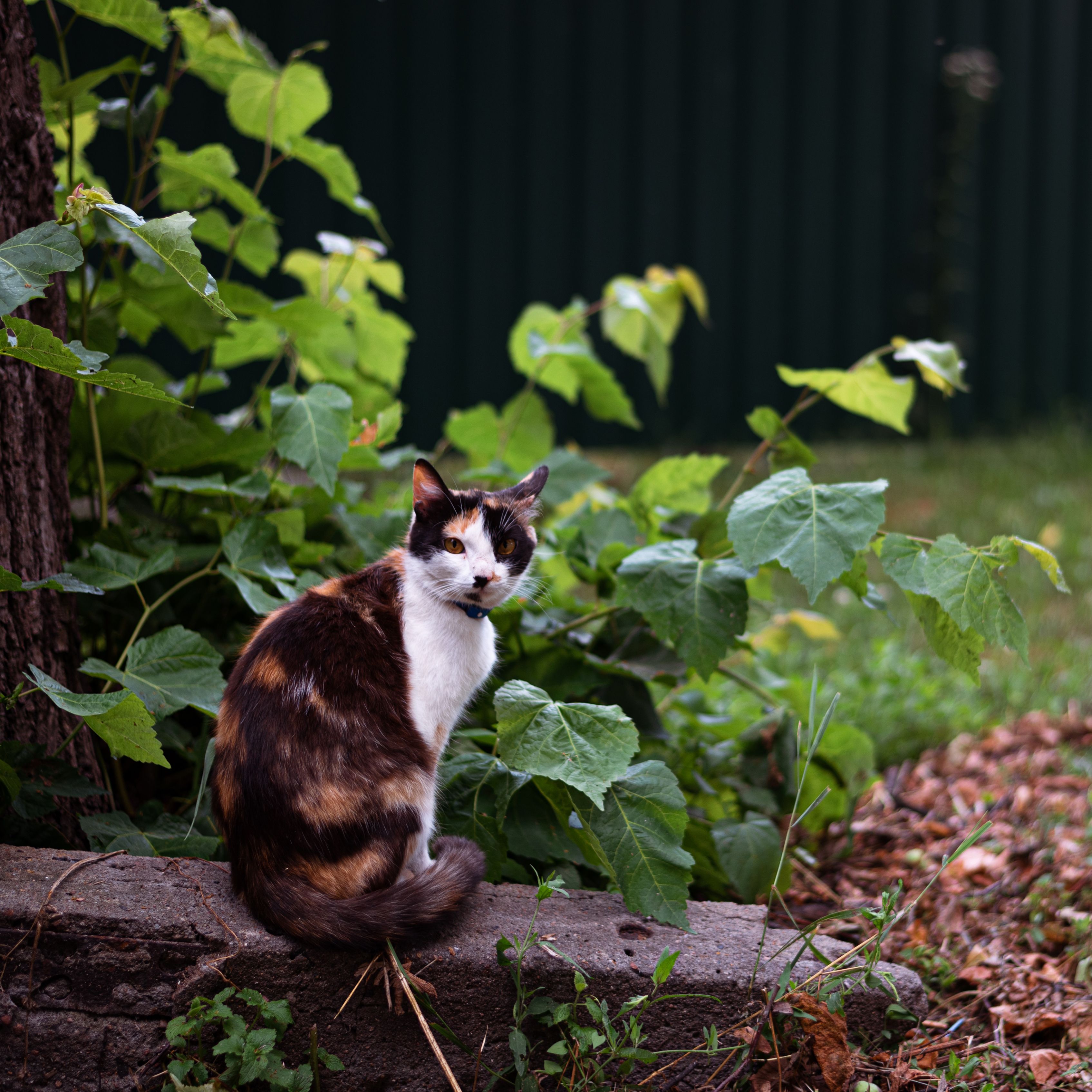 Cute Cat in Garden · Free Stock Photo