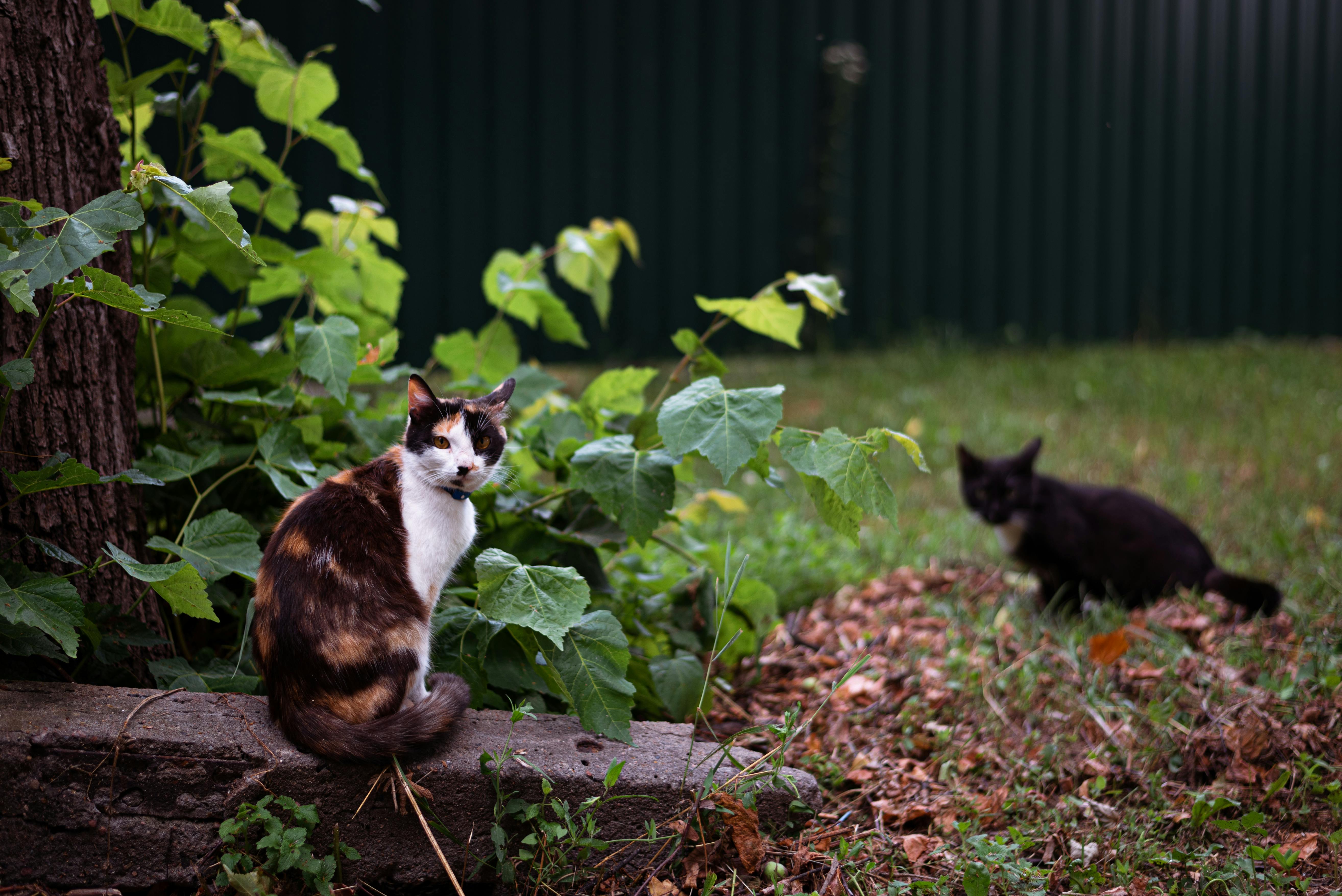 Cats in Yard · Free Stock Photo