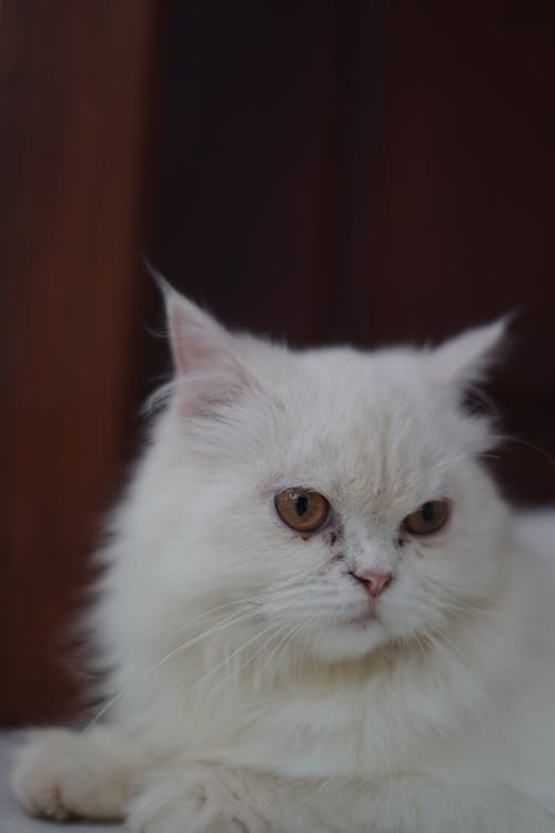 Portrait of Fluffy White Cat