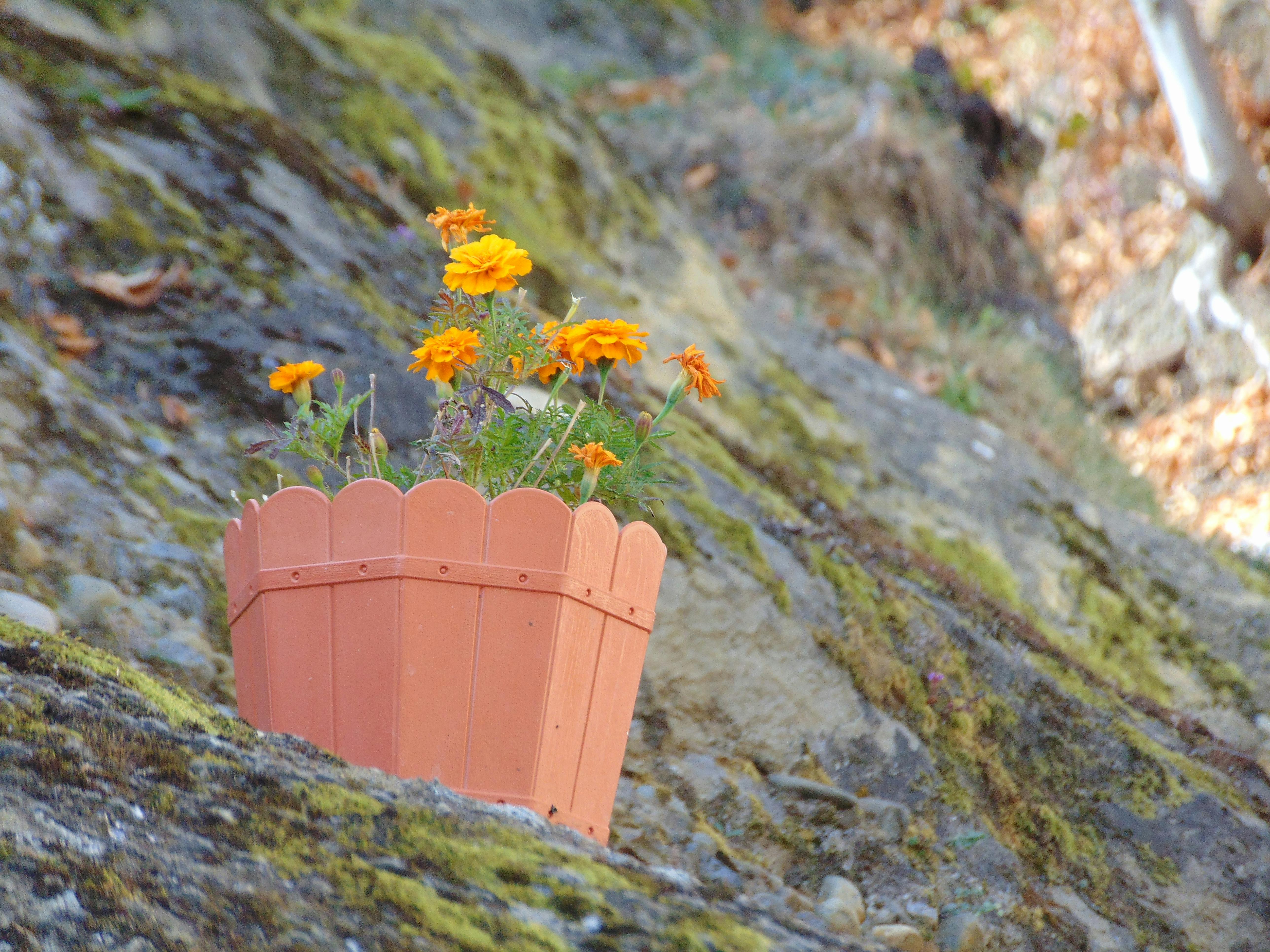Free stock photo of beautiful flowers, bell flower, rocks