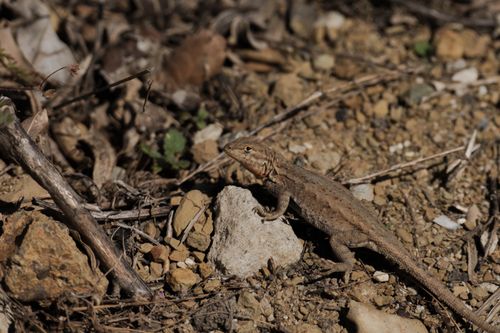 Free A sunlit lizard basks on rocky terrain, blending into the natural earthy environment. Stock Photo