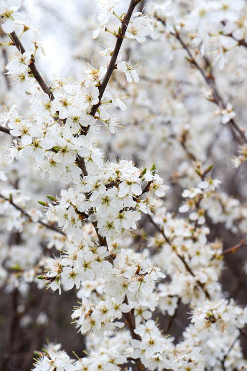 Close up of White Blossoms in Spring