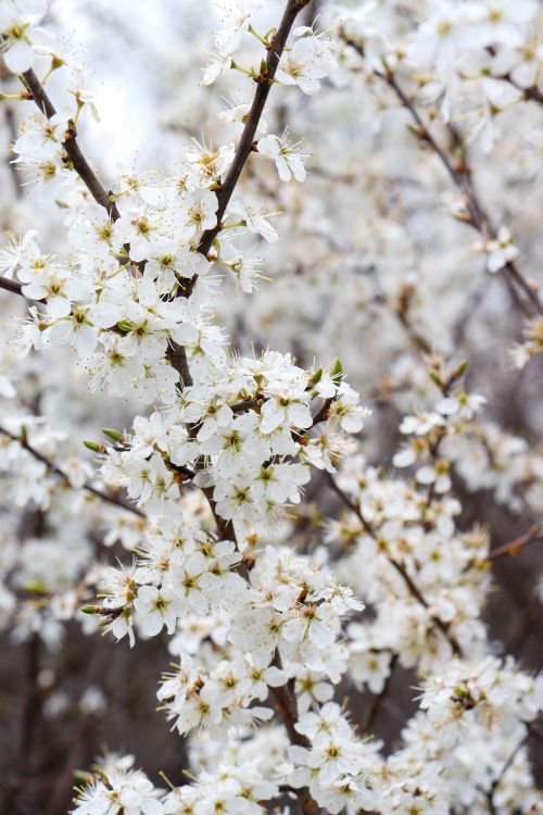 Free Fresh white blossoms blooming on branches, symbolizing the arrival of spring. Stock Photo