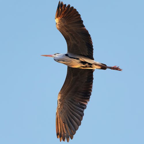 Foto profissional grátis de animais selvagens, ave, garça