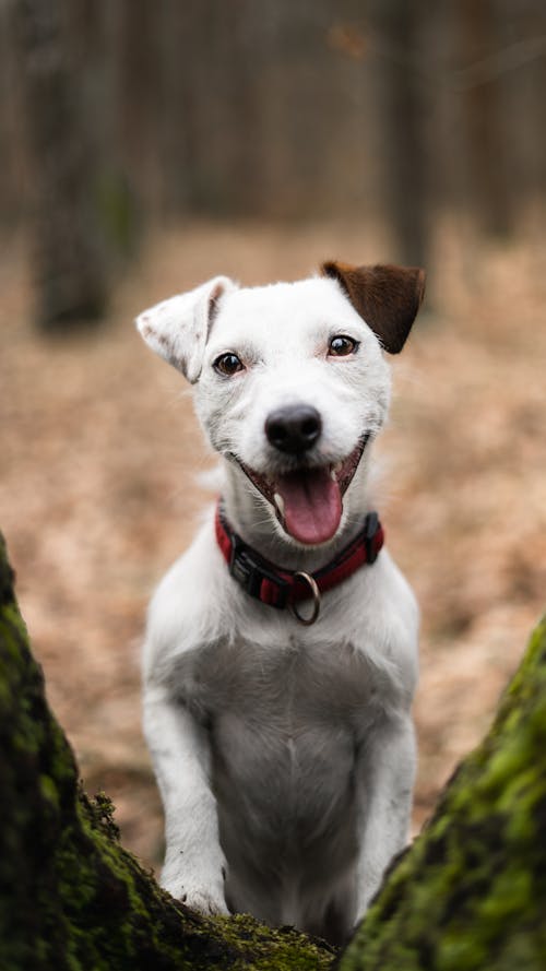 Smiling Jack Russel Terrier