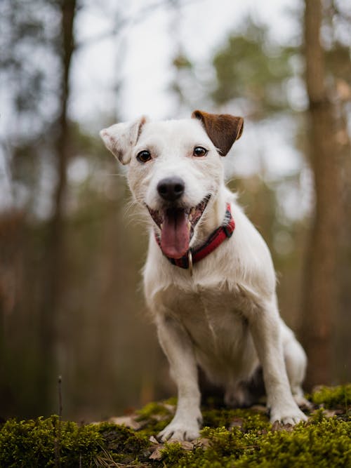 Jack Russel Terrier in Forest