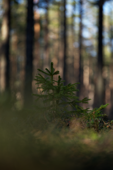 A small conifer tree growing in a sunlit forest clearing, surrounded by tall trees.