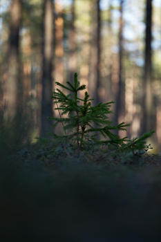 Small spruce tree growing on forest ground with blurred background.