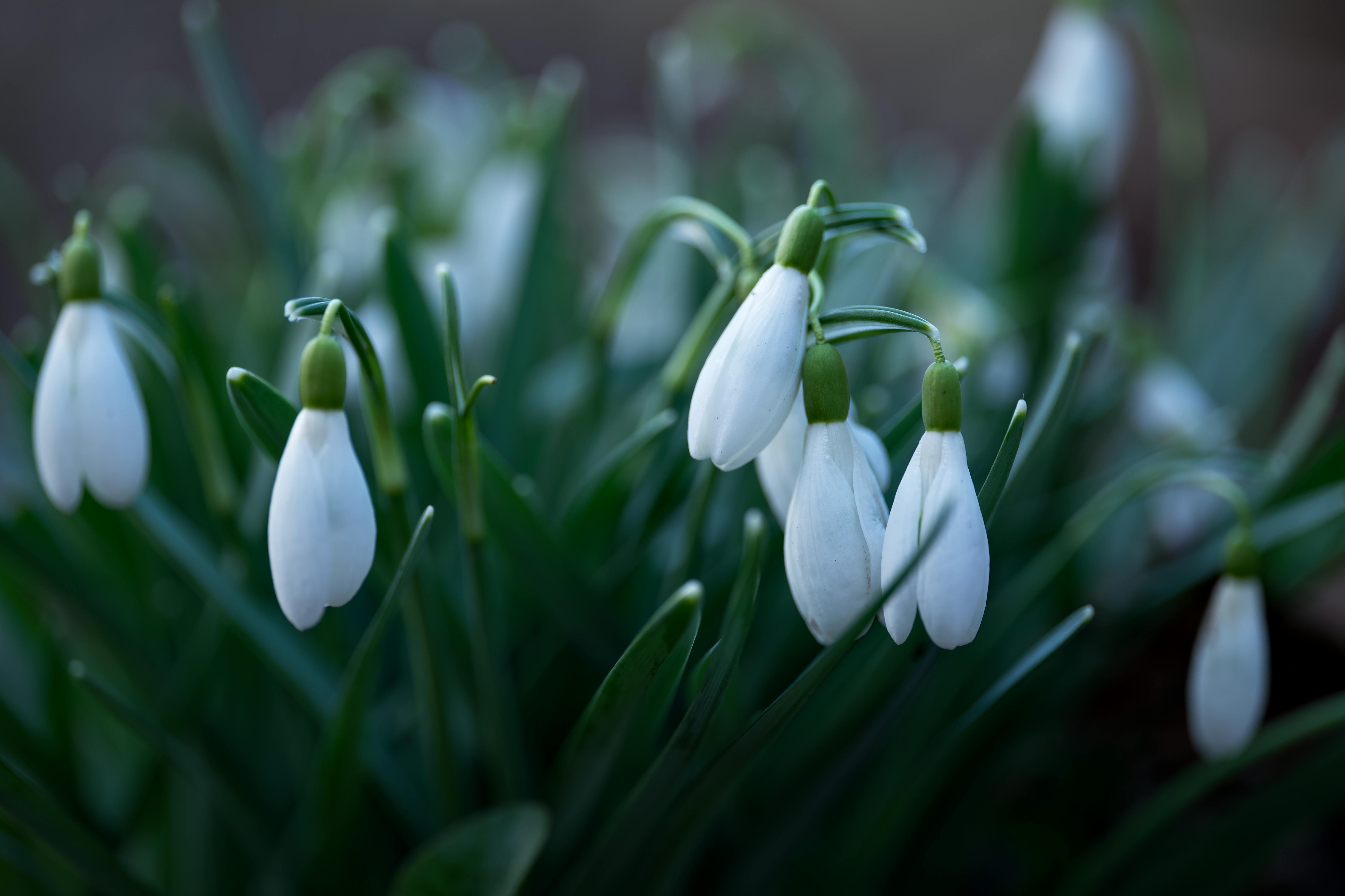 Snowdrop in 2022, korean series HD phone wallpaper | Pxfuel