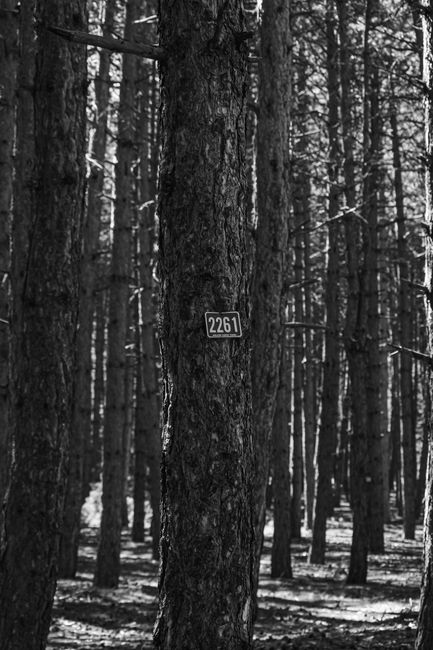 Monochrome image of a forest with a tree marked 2261, evoking mystery.