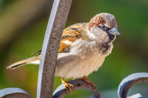 Sparrow in Close Up