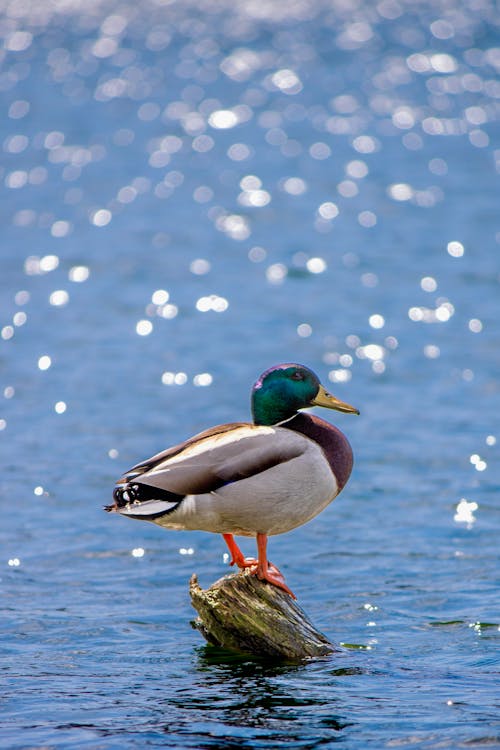 Mallard Duck Perching on Rock in Glistening River