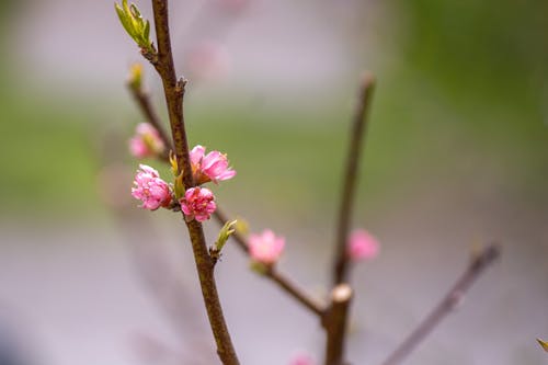 Close up of Pink Blossoms