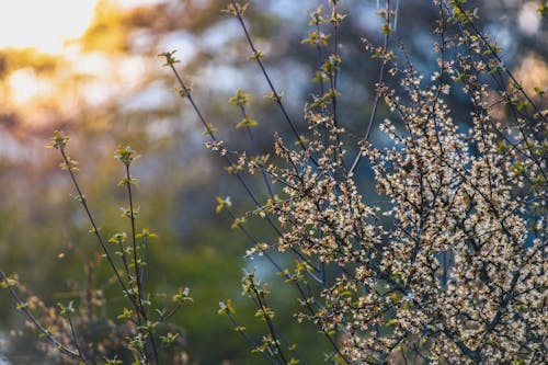 Close up of Plants at Sunset