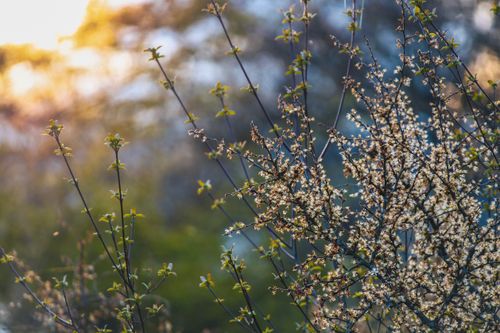 Free Captivating spring blossoms with a warm sunset in the background, showcasing nature's beauty. Stock Photo