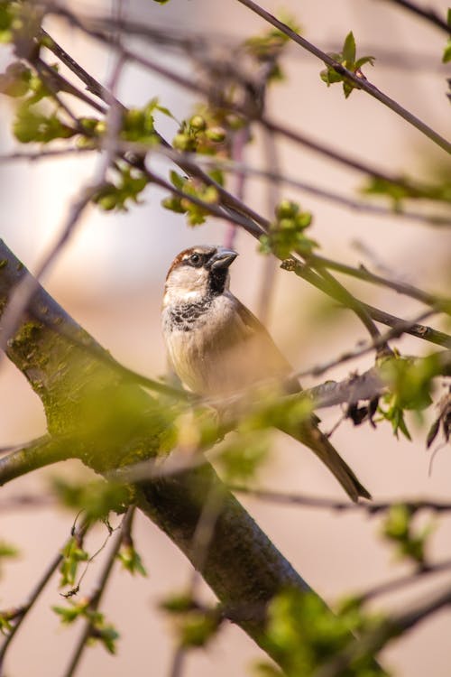 Sparrow among Branches