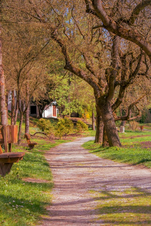 Alley under Tree