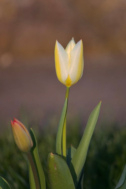 Close up of Tulip