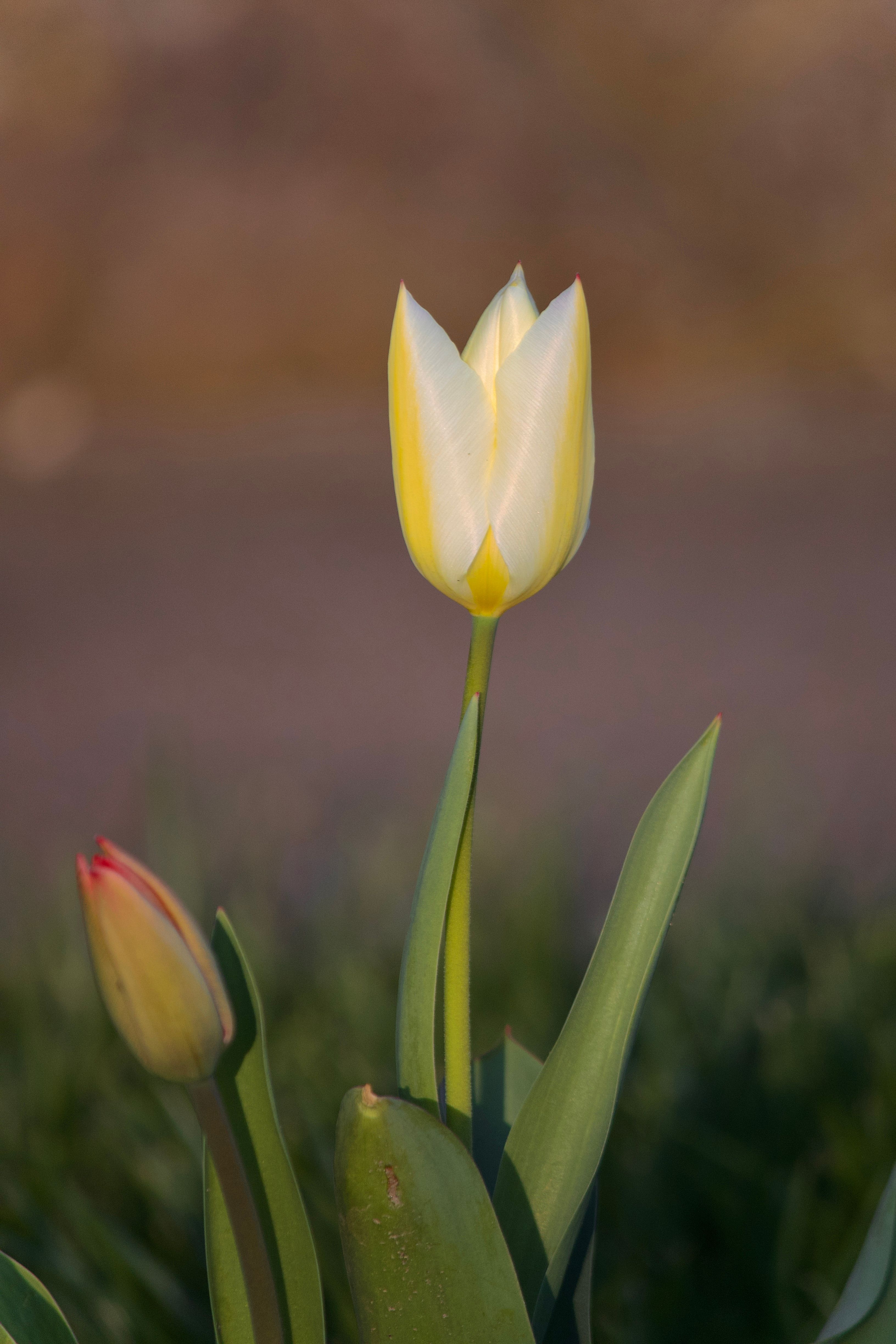 Close up of Tulip · Free Stock Photo