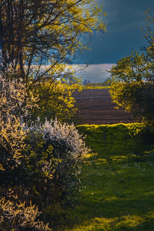 Rain Clouds over Trees