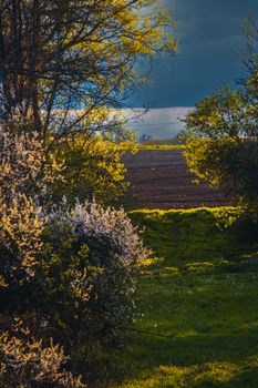 Peaceful view of trees and fields under cloudy skies, capturing the essence of rural tranquility.