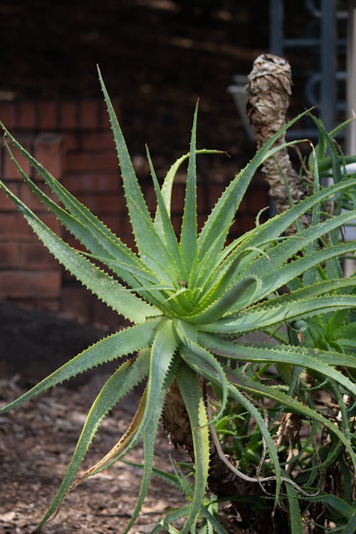 Aloe Plant in a Garden