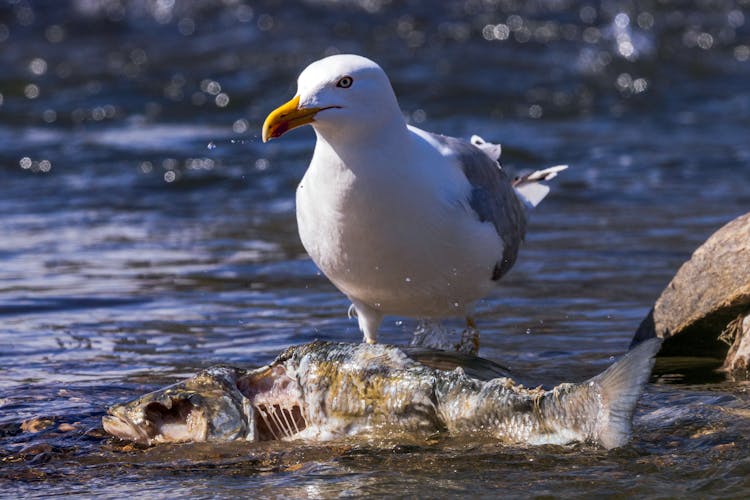 Seagull Eating Fish