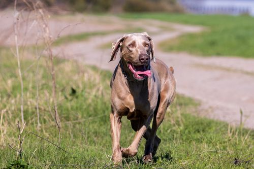 Free A lively Weimaraner enjoying a sunny day running on a rural footpath surrounded by lush grass. Stock Photo