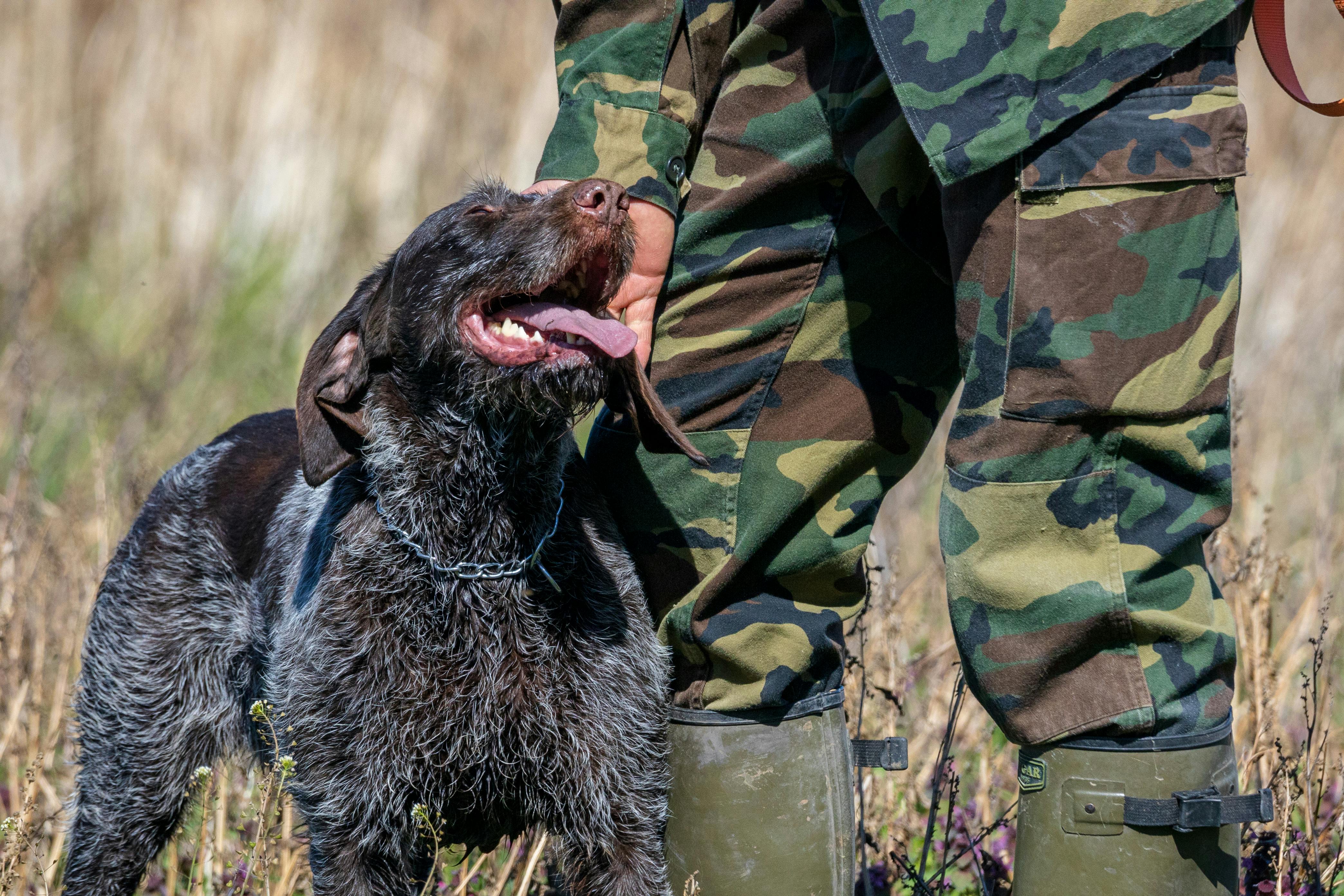 Close up of Dog near Person in Military Uniform