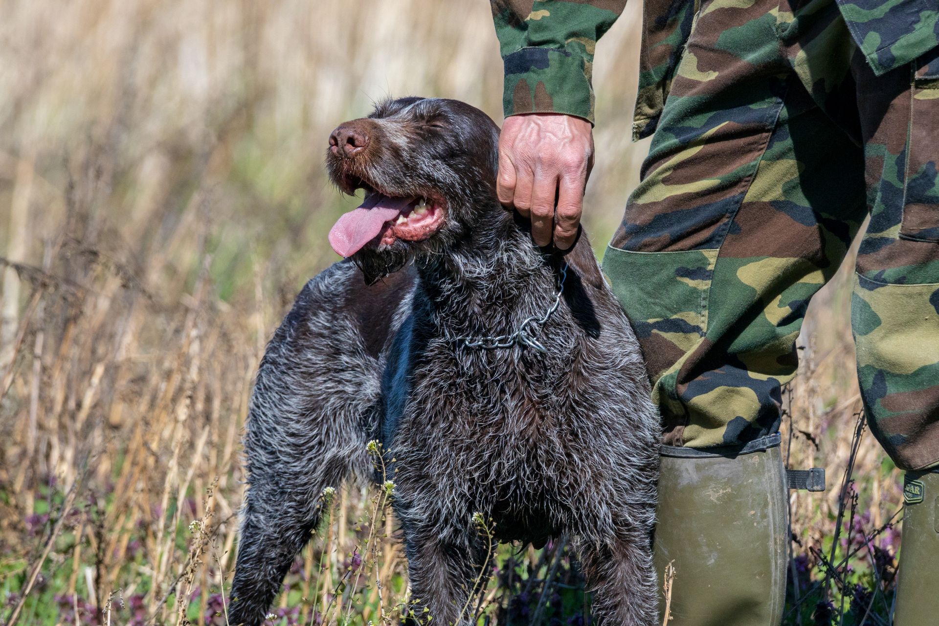 Man Hand over Dog