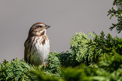 Close up of Sparrow on Leaves