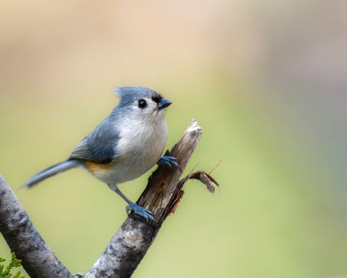 Free A tufted titmouse bird perches on a branch in a serene outdoor setting. Stock Photo