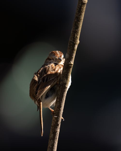 Close up of Sparrow