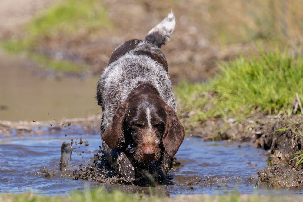 German Wirehaired Pointer, photo 3